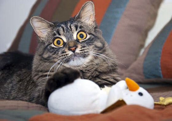 AYX官网-趣味壁球联盟赛，锻炼反应力与团队精神，壁球训练视频