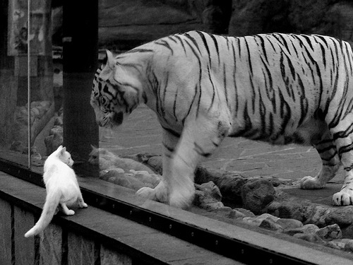 凯尔特人击败独行侠，全明星赛前哨战中塔图姆三分雨不断，凯尔特人选中塔图姆