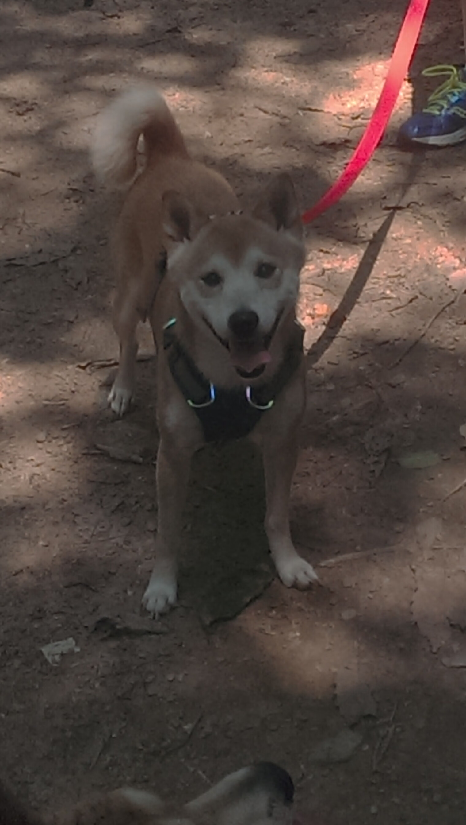 爱游戏体育平台-帕尔蒂赞加强球队阵容，帕尔蒂克