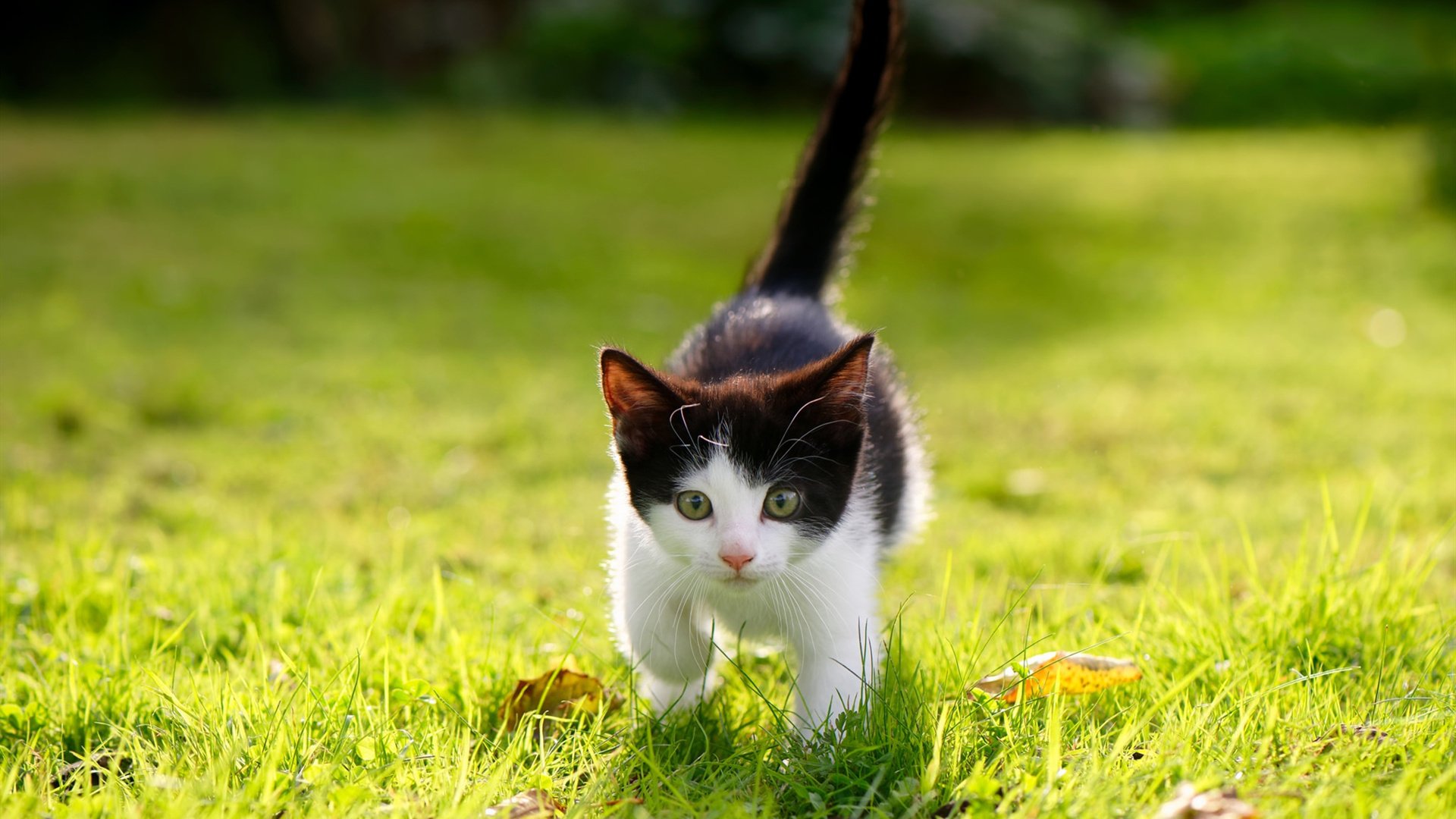 森德尔还没有放弃希望,目标是取得胜利,森德尔姑娘