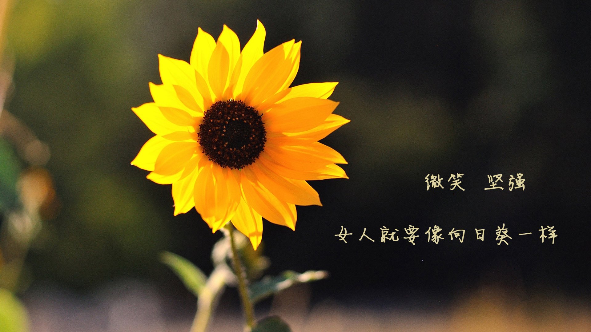 职业篮球运动员营养计划制定,职业篮球运动员营养计划制定方案