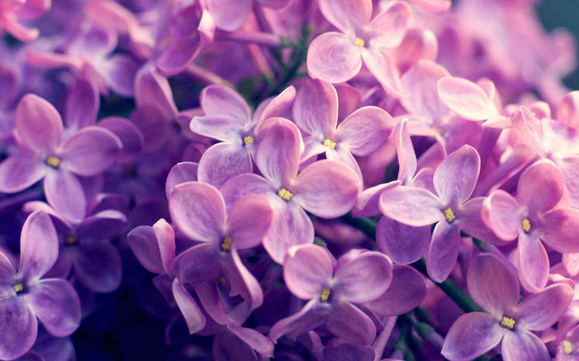 鹿岛鹿角新赛季目标明确,鹿岛鹿角主帅