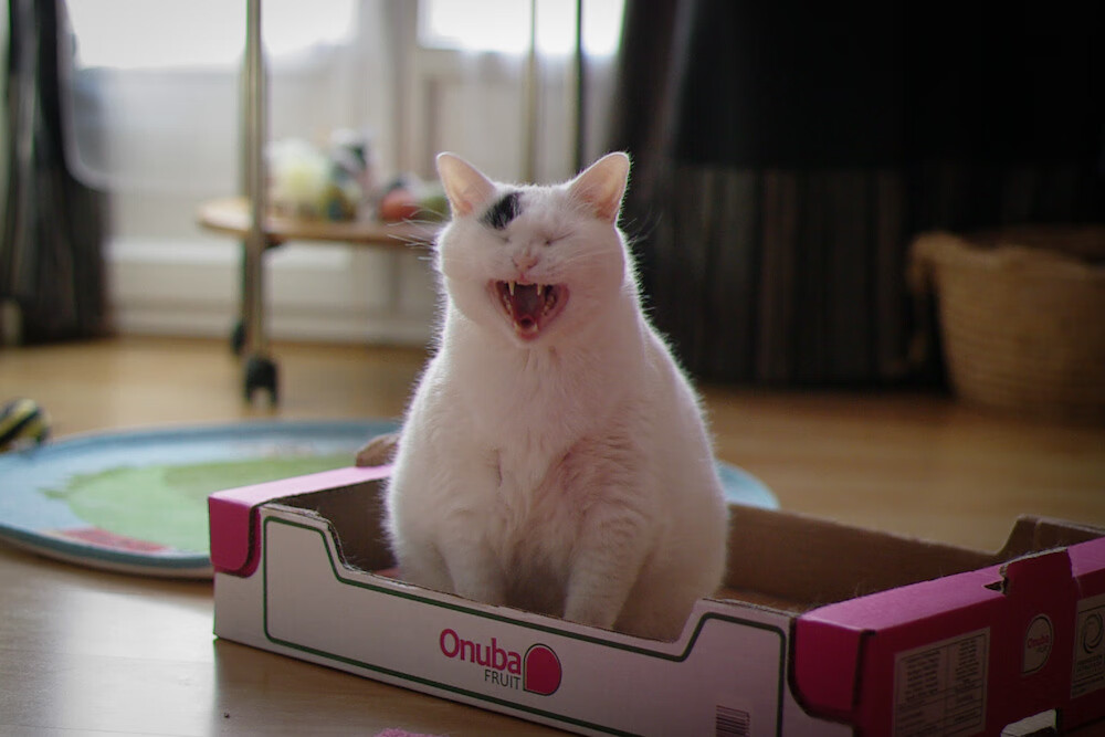 爱游戏-全国青少年体操等级赛实现数据实时上传，全国青少年艺术体操锦标赛2021