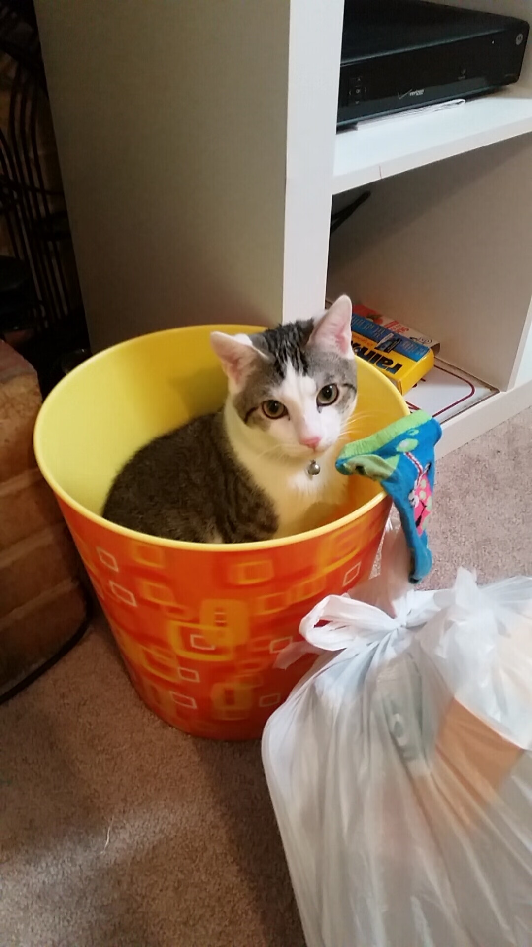 美国队赛制深度分析:团体赛制下如何调整战术应对变化,美国参赛队伍