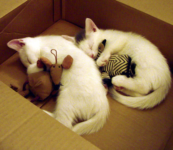 爱游戏娱乐网址-“尼古拉斯·桑特基的领袖风范，带领美洲狮队在世界赛场上再创佳绩”