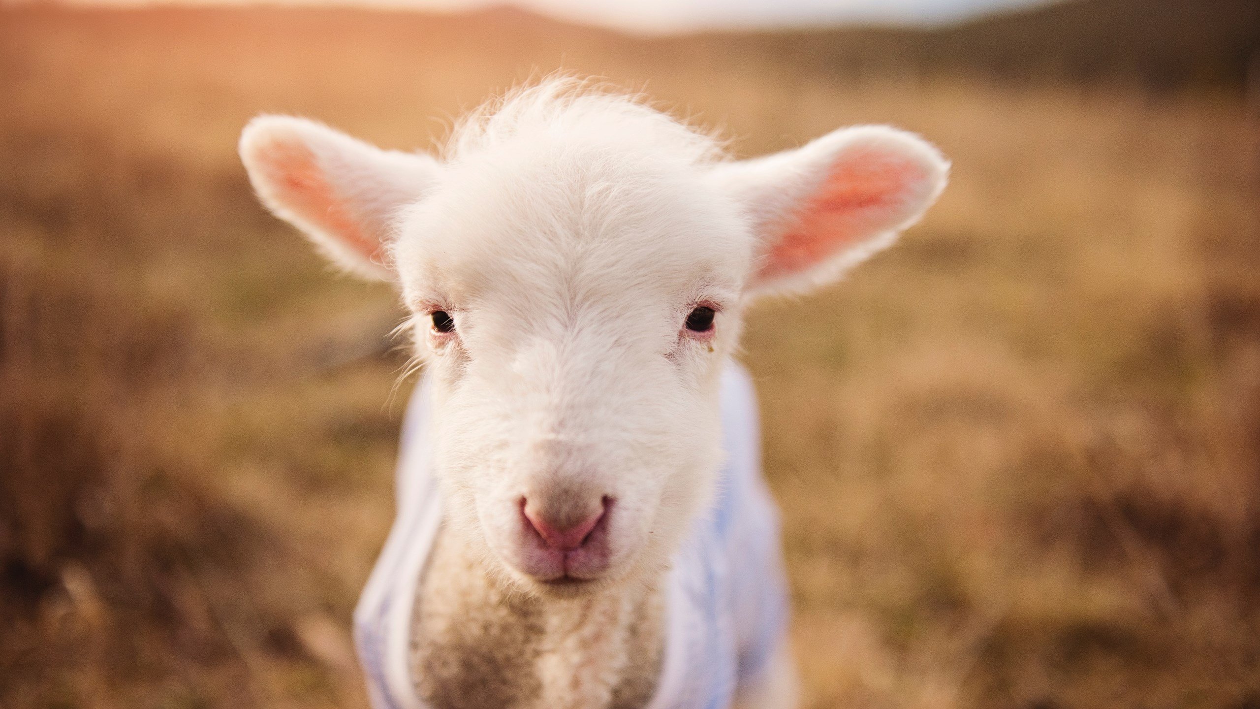 爱游戏体育平台-德甲攻守大战：节奏快、精彩颖然！，德甲用球2020