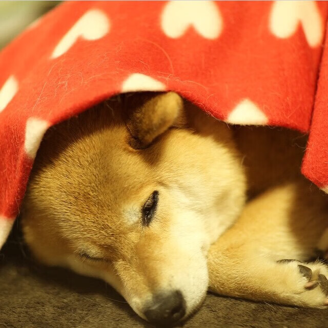 AIYOUXI.COM-橄榄球冠军锦标赛：澳大利亚袋鼠队的复兴之路，澳大利亚橄榄球队队名