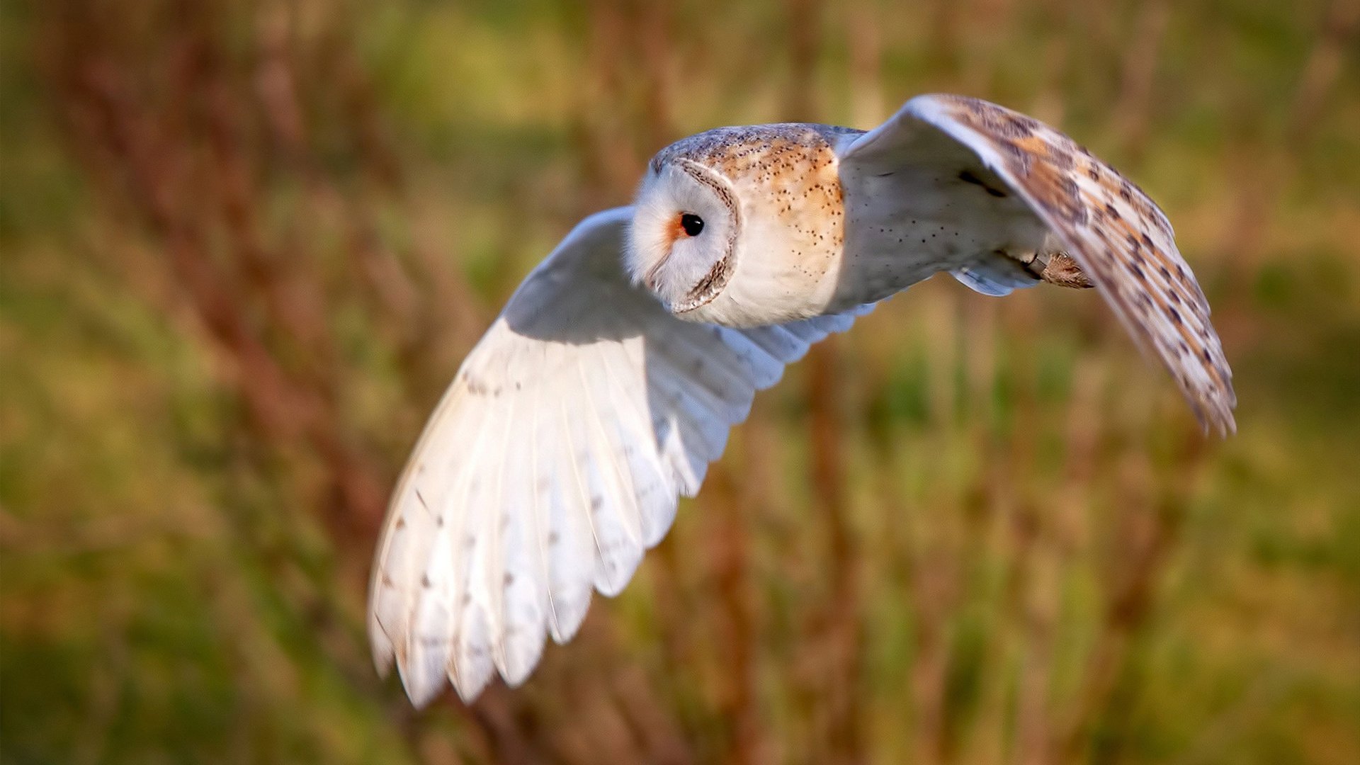 爱游戏娱乐平台-职业联赛推动AI战术建议系统辅助教练制定策略